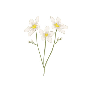 English Jasmine hkPERFEUMS