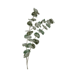 Eucalyptus fragrance oil hkPERFEUMS