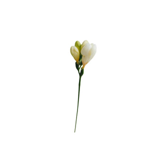 Freesia hkPERFEUMS