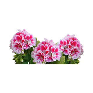 Geranium hkPERFEUMS