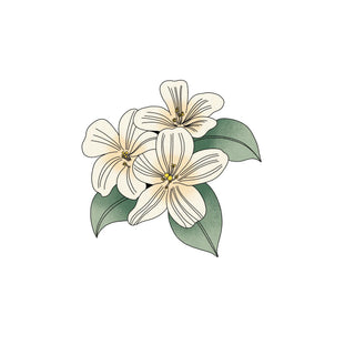 Jasmine Fragrance oil hkPERFEUMS