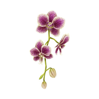 Orchid hkPERFEUMS