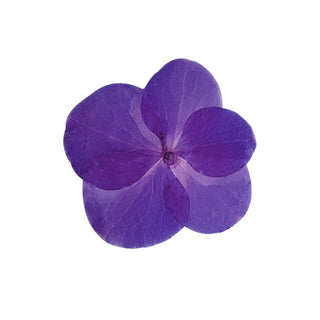 Violet hkPERFEUMS